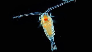 Facts Copepods [upl. by Etteragram]