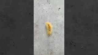 Came across this yellow fellow scary yet majestic 💛 randallwahran nature caterpillar [upl. by Gosnell827]