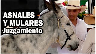 Juzgamiento Mulares y Asnales Feria Equina Expomalocas [upl. by Afra]