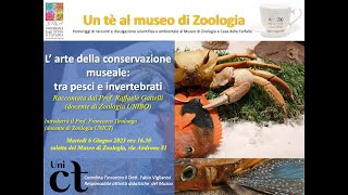 Un Tè al muzoo Larte della conservazione museale tra pesci e invertebrati ProfRaffaele Gattelli [upl. by Nwahsak]