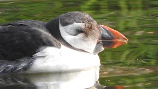 BIZAR Zeldzame vogel Papegaaiduiker in Dordrecht Atlantic Puffin [upl. by Reinert701]