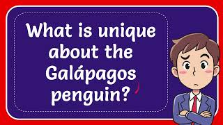 What is unique about the Galápagos penguin [upl. by Egni171]