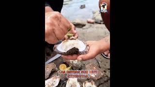 Recolectando ostiones de piedra pesca ostras ostiones mariscos shorts [upl. by Nessy]