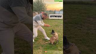 🔥 Special Dog Training dog germanshepherd dogtraining belgianmalinoisdog malinois [upl. by Anitrak]