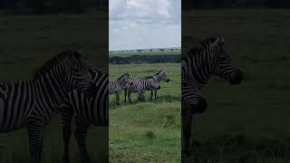 Three striped horses zebras wildlife animals [upl. by Eisenstark]