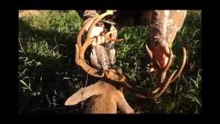 Hunting Pressured Deer  Deer amp Deer Hunting TV full episode [upl. by Goran]