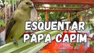 Piado de fêmea de papa capim para esquentar papa capim [upl. by Dimphia]