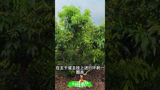 荔枝桂味控梢技巧：噴施乙烯利烯效唑磷酸二氫鉀Litchi Cinnamon Tips Spray Ethylene Vinyl Allyl  Viniconazole Dipotassium [upl. by Ahsiyk]