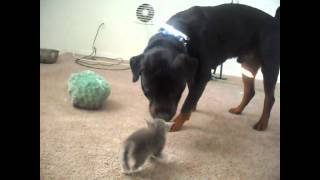 Kittens Meet Rottweiler for first time [upl. by Otxilac461]