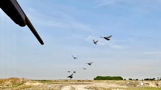 Pigeon Hunting in a LOADED Gravel Pit 20 Gauge [upl. by Anenahs]