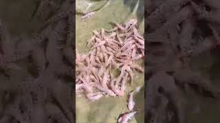 Unique Albino catfish pakanikankoiagarcepatbesar ikanhiasairtawar ikan fypシ゚viral catfish fish [upl. by Ennairej]