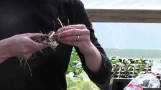 Perennial Roots For The Garden  Pruning Storing and Potting [upl. by Enyahc]