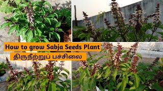 How to grow Sabja Seeds PlantHo to grow BasilSweet Basil Seeds Growing Sabja seeds plantTamil [upl. by Statis]