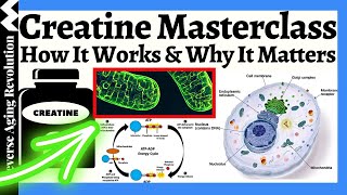 CREATINE MATERCLASS  Practical Guide To Apply To Your Mitochondrial amp Muscle Health [upl. by Weinrich]