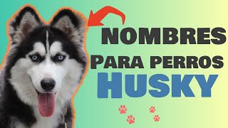 Los Mejores nombres para PERROS HUSKY Para Machos o Hembras [upl. by Etta]