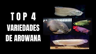 4 VARIEDADES DE AROWANA [upl. by Gilda66]