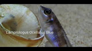 Lamprologus Ocellatus Blue [upl. by Kain581]