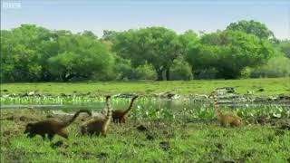 Coatis in Reverse with Jurassic Park Theme [upl. by Lonny442]