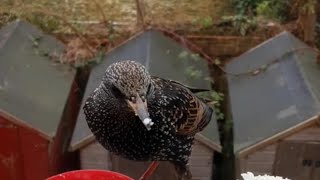 Sturnus Vulgaris the Starling wonderworld [upl. by Skylar]