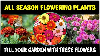 Fill your Garden with these Flowers that Bloom all year long  All Season Flowering Plants [upl. by Cinimod]