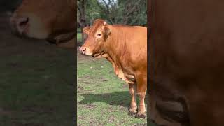 Raza de ganado LIMOUSIN limousin limousinbull limousincattle [upl. by Airdnua]