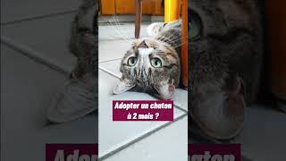 A quel âge adopter un chaton [upl. by Anegal]