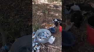 HAPPY CATS ANGRY CHICKEN catland feralcats kittens cats [upl. by Hands652]