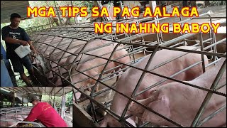 MAGKANO KAYA ANG KITA NG PAG ALAGA NG INAHING BABOY I SUKAT NG GESTATING PEN I FARM VISIT [upl. by Naimed]