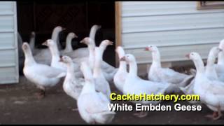 White Embden Geese Breed Breeder Flock  Cackle Hatchery [upl. by Loftus]