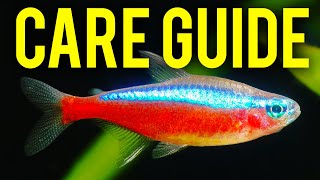 Cardinal Tetra Care Guide  How to Tell Cardinal Tetras amp Neon Tetras Apart [upl. by Levitus]