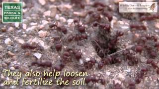 An Ant You Can Love the Red Harvester Ant  Texas Wildlife Diversity Program [upl. by Tatman]