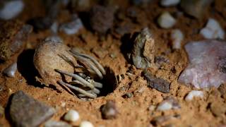 Dont leave it open  Australian trapdoor spider [upl. by Lua]