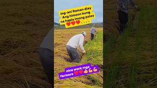 GANITO PALA ANG GAWIN PAG NATUMBA ANG PALAYO 🙏🙏👍♥️❤️youtubeshorts farmers [upl. by Fannie]