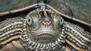 False Map Turtle Graptemys pseudogeographica [upl. by Syah]