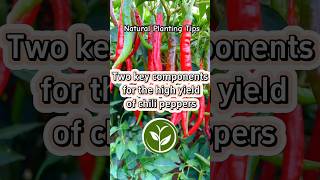 Two key components for the high yield of chili peppers shortvideo plants youtubeshorts video [upl. by Raskin80]