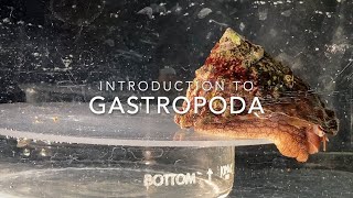 Introduction to Gastropoda [upl. by Lamaaj]