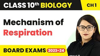 Type of Respiration  Life Process  Class 10 CBSE Biology Chapter 6 [upl. by Wickman191]