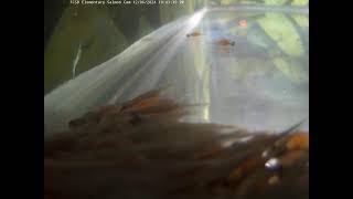 Freeland Elementary Salmon Cam [upl. by Bail]