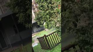 How to professionally apply fumigation treatment in a garden [upl. by Htenaj]