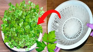 زراعة البقدونس  Growing parsley seeds [upl. by Laefar]