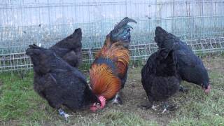 gallinas de raza marans negro cobre [upl. by Rickert784]