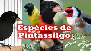 Todas Epécies de Pintassilgos [upl. by Sarnoff]