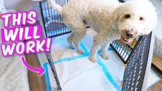 TRUTH ABOUT POTTY PADS 🤯 How to potty train indoors FAST [upl. by Emerald]