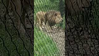 Lion at Binder Park Zoo Battle Creek Michigan [upl. by Harima]