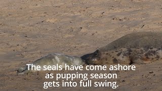 Grey Seal Pups spotted in Horsey [upl. by Nyvrem158]