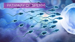 Pathway of Sperm  Male Reproductive System [upl. by Odo]