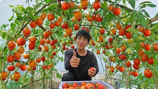 Wish I knew this method of growing tomatoes sooner Many large and succulent fruits [upl. by Ormiston]