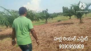 land for sale Khammam 16 ఎకరాల పామాయిల్ తోట అమ్మబడును ఖమ్మం డిస్టిక్ తెలంగాణ 9390955909 [upl. by Narine]