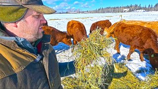 Quality Cow Chow  Happy Cattle  15c [upl. by Lipsey]