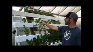 Hydroponic NFT with Bucket System  Dutch Bucket [upl. by Adlesirhc]